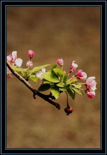 依旧海棠红,穿越时光的浪漫传奇