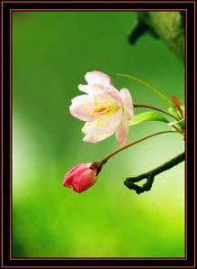 依旧海棠红,穿越时光的浪漫传奇